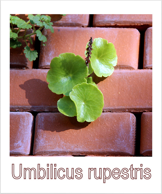 Carinet (Umbilicus rupestris)