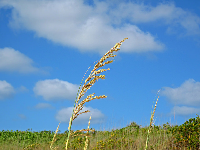 Uniola paniculata