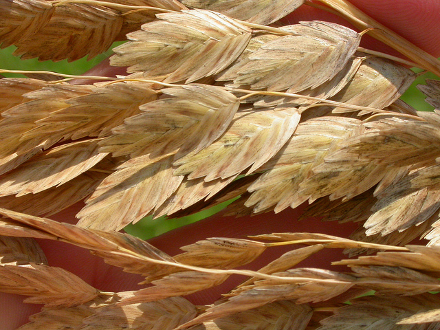 Uniola paniculata