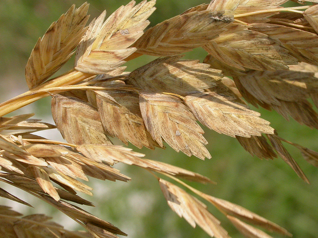 Uniola paniculata