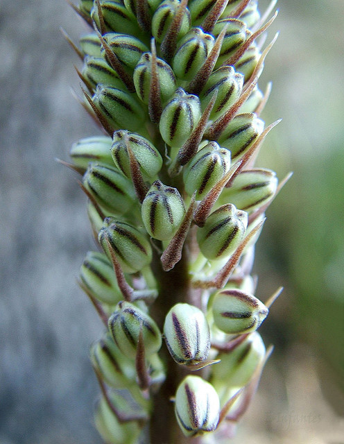Scille maritime (Urginea maritima)