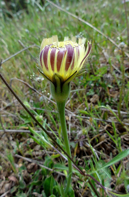 Urosperme de daléchamps