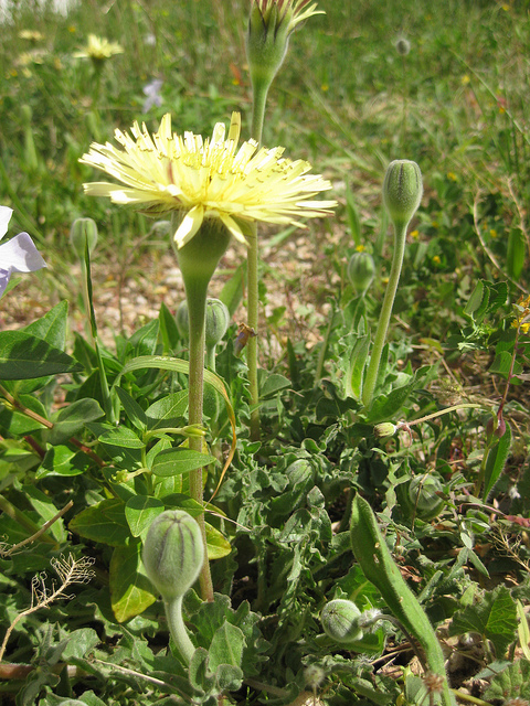 Urosperme de daléchamps