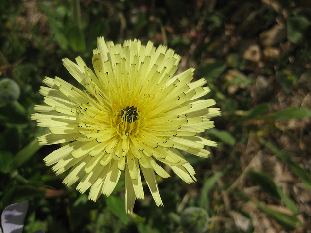 Urosperme de daléchamps