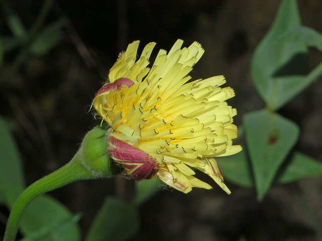 Urosperme de daléchamps