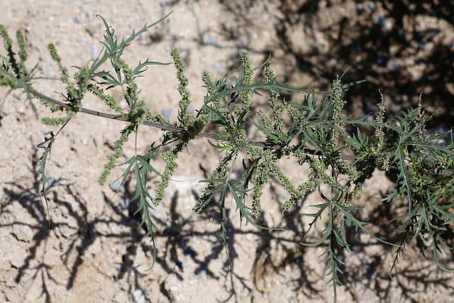 Urtica cannabina (Urtica cannabina)