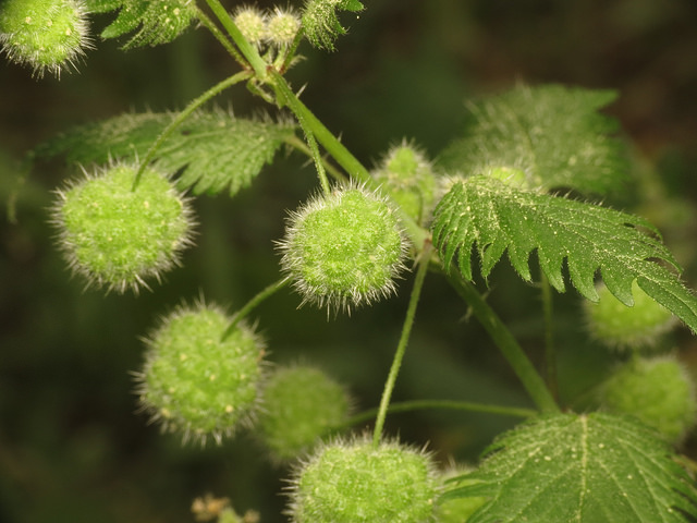 Ortie à pilules (Urtica pilulifera)