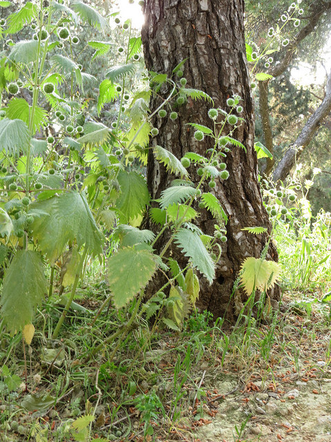 Ortie à pilules