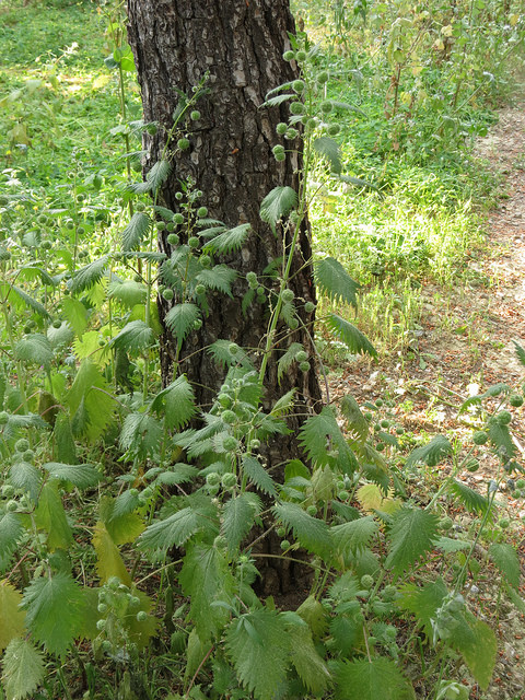 Ortie à pilules