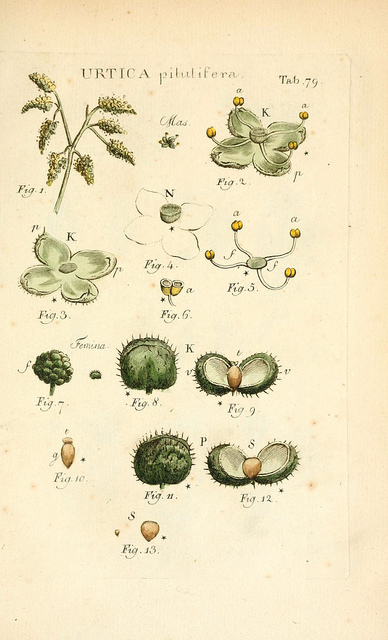 Ortie à pilules