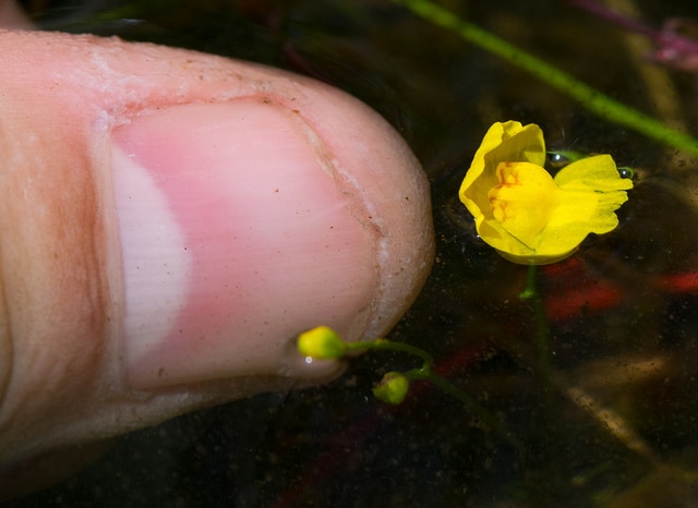 Petite utriculaire (Utricularia minor)