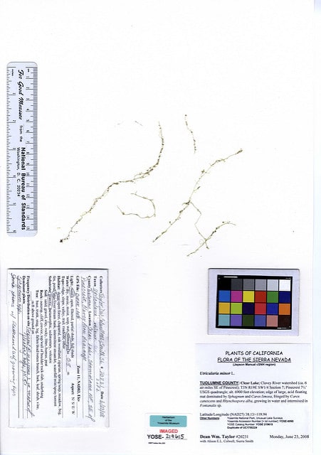 Petite utriculaire
