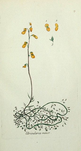 Petite utriculaire