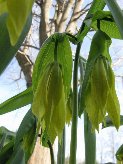 Uvularia grandiflora (Uvularia grandiflora)