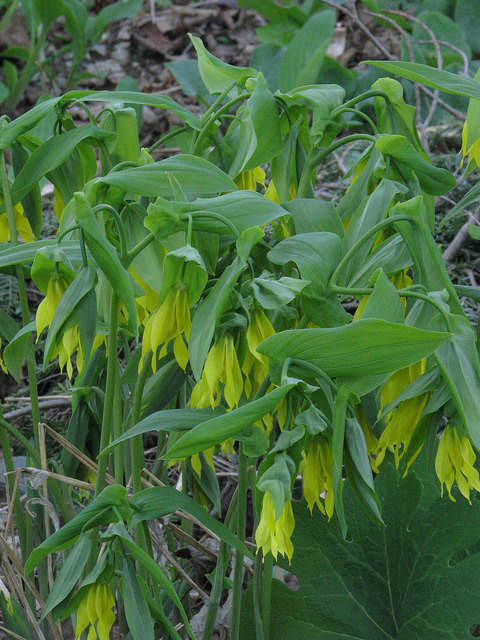 Uvularia grandiflora