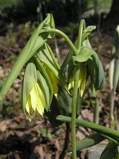 Uvularia grandiflora