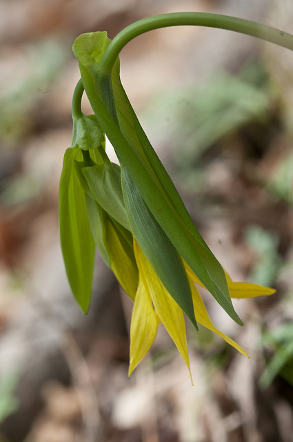 Uvularia grandiflora