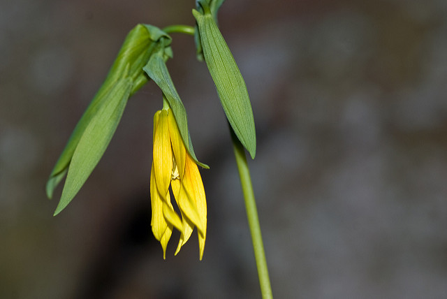 Uvularia grandiflora
