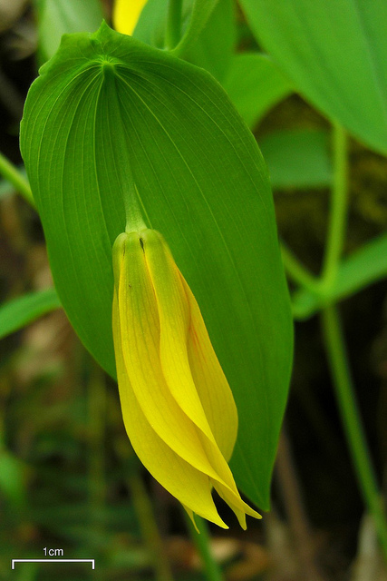 Uvularia grandiflora