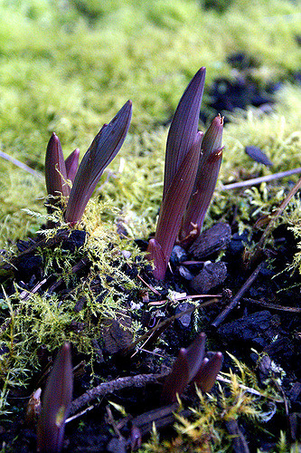 Uvularia perfoliata (Uvularia perfoliata)