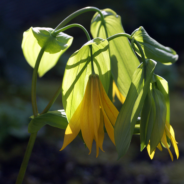 Uvularia perfoliata