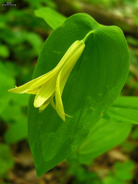 Uvularia perfoliata