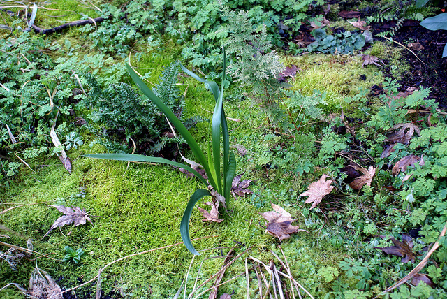 Uvularia perfoliata
