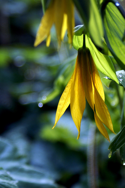 Uvularia perfoliata