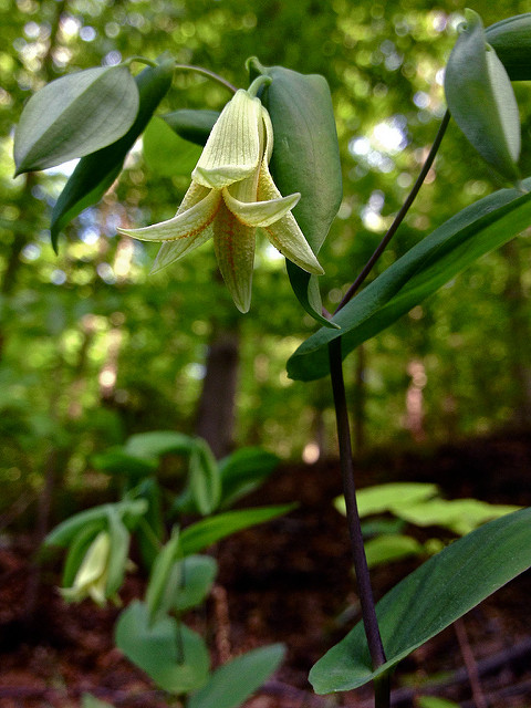 Uvularia perfoliata