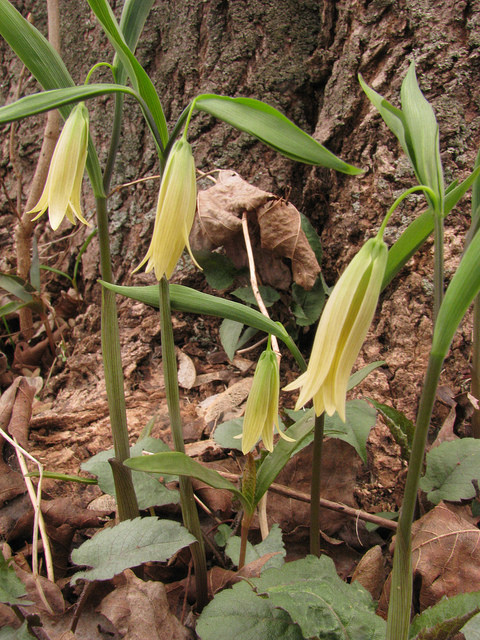Uvularia sessilifolia (Uvularia sessilifolia)