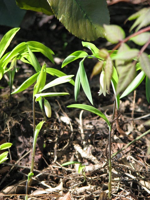 Uvularia sessilifolia