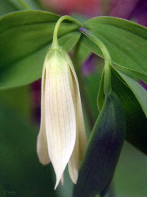 Uvularia sessilifolia