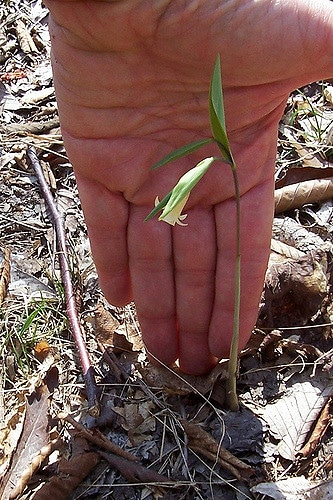 Uvularia sessilifolia