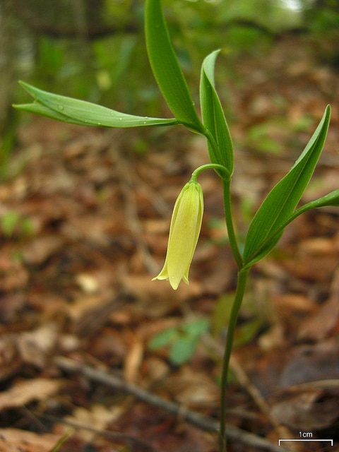 Uvularia sessilifolia