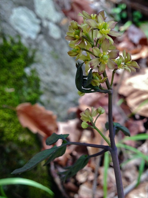 Uvularia sessilifolia