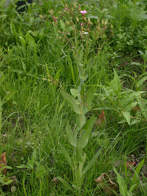 Saponaire des vaches