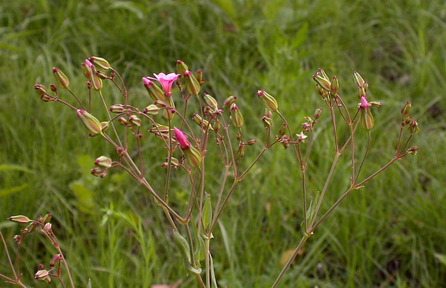 Saponaire des vaches (Vaccaria hispanica)
