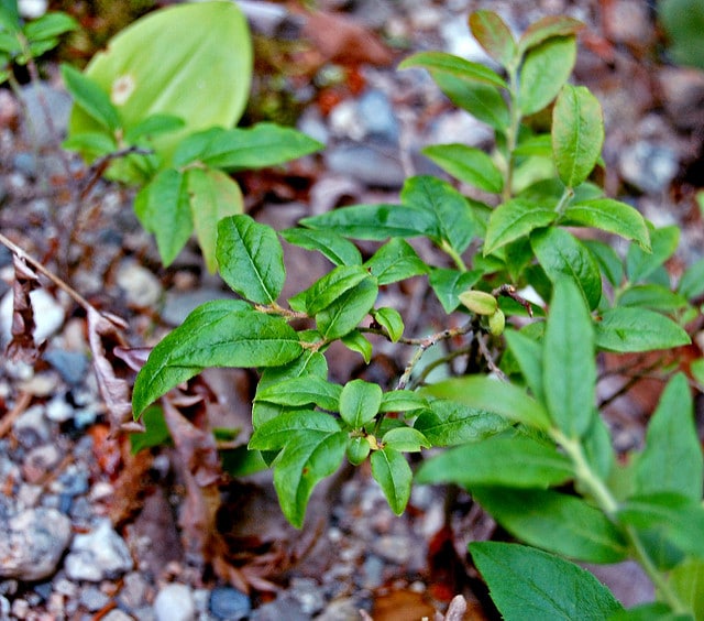 Bleuet à feuilles étroites
