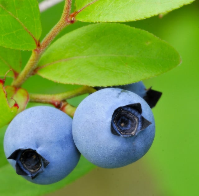 Bleuet à feuilles étroites