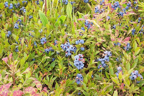 Bleuet à feuilles étroites