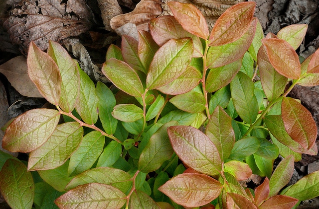 Bleuet à feuilles étroites (Vaccinium angustifolium)