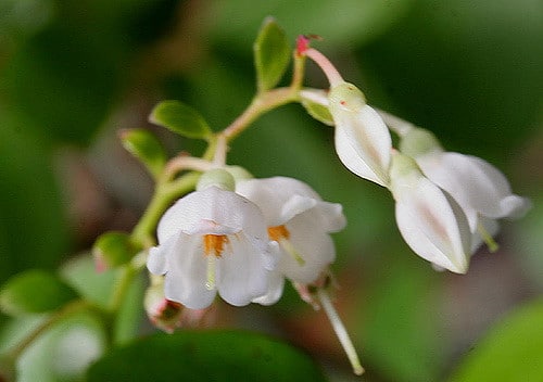 Airelle en arbre (Vaccinium arboreum)
