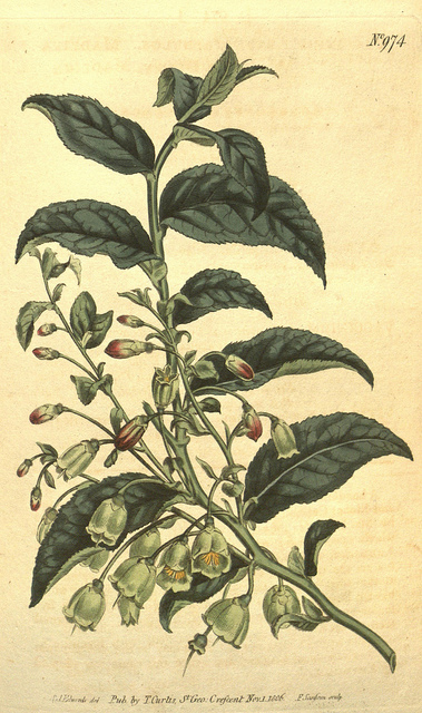 Vaccinium arctostaphylos