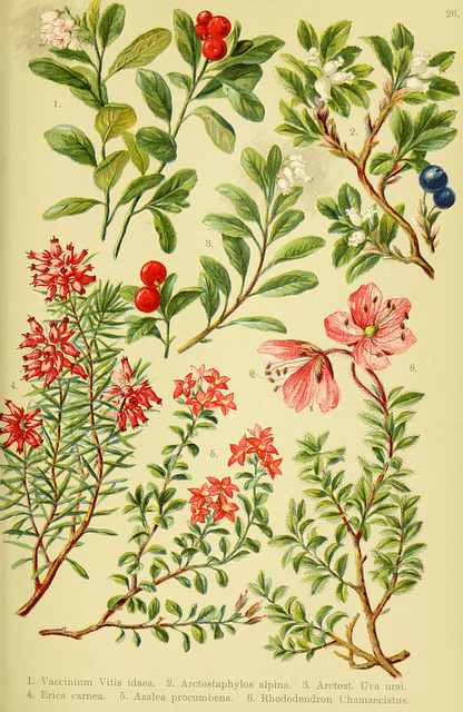 Vaccinium arctostaphylos
