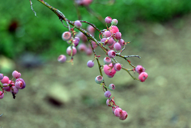 Airelle (Vaccinium ashei)