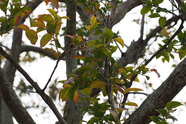 Vaccinium bracteatum