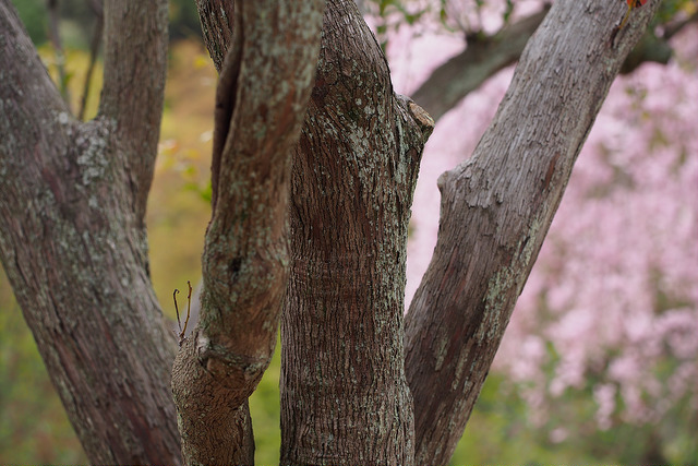 Vaccinium bracteatum