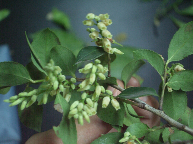 Vaccinium bracteatum