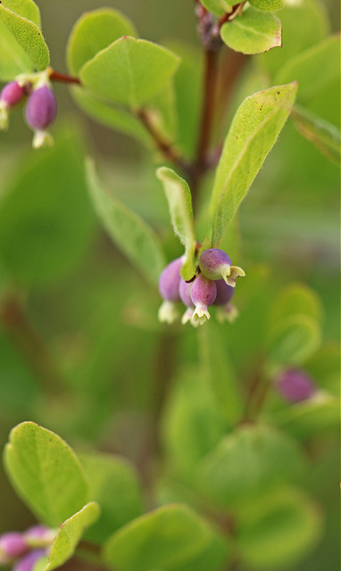 Airelle gazonnante (Vaccinium caespitosum)