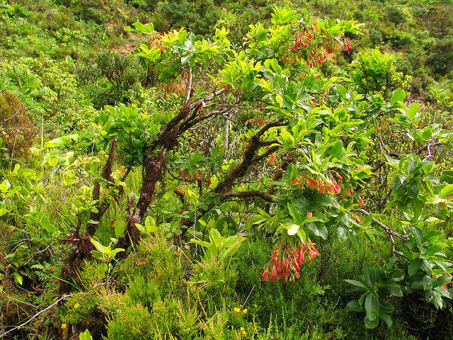 Vaccinium cylindraceum